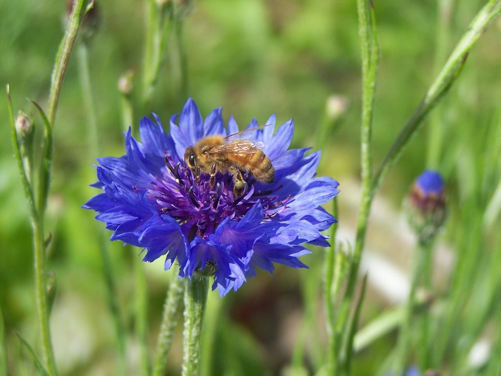 Honey Bee on Bachelor's Button