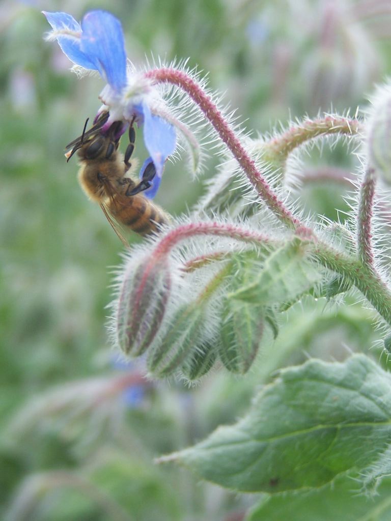 Honey Bee on Borage