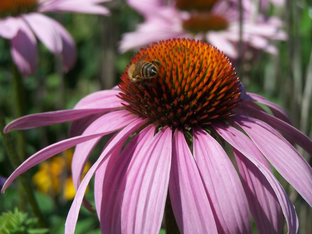 Honey Bee on Echinacea