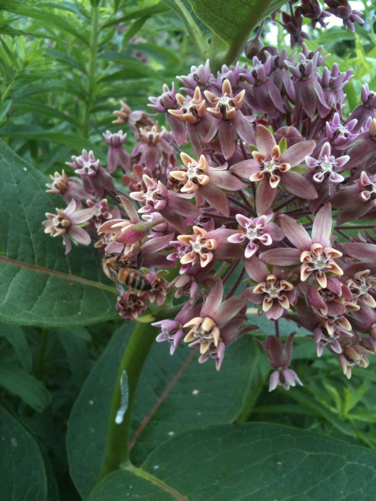 Honey Bee on Milkweed