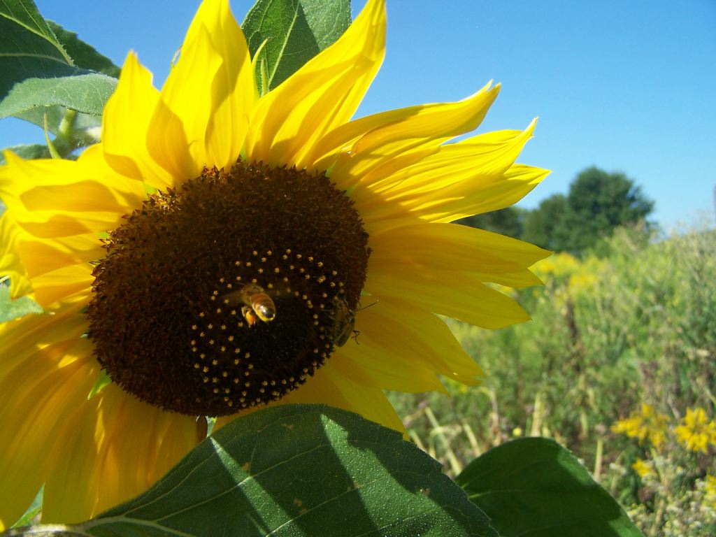 Honey Bee on Sunflower