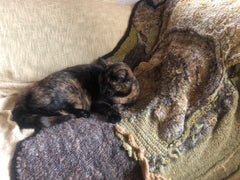 Rewilding Blanket