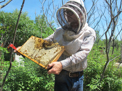 Beekeeping Workshop 2024 - individual class