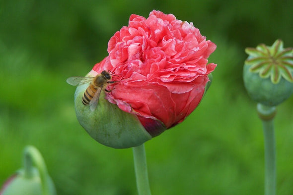 Honey Bee on Poppy