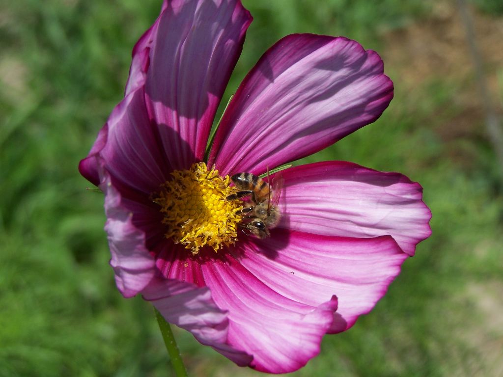 Honey Bee on Cosmos