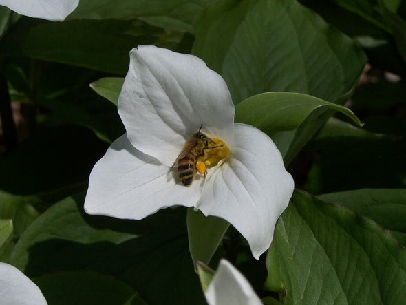 Honey Bee on Trillium